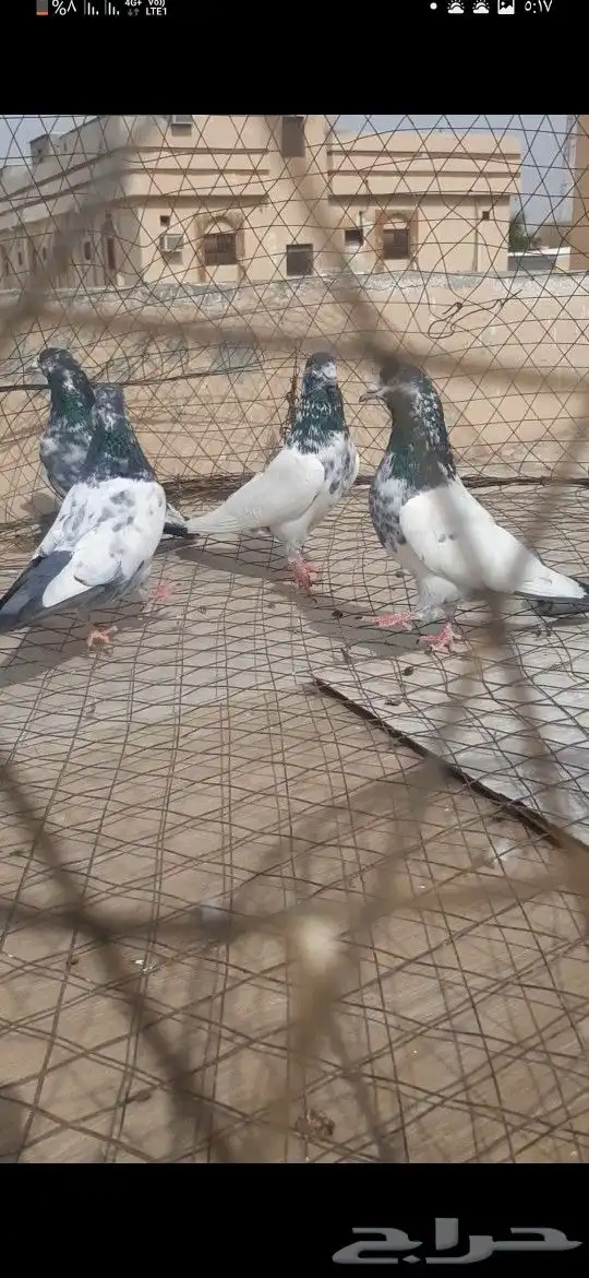 فروخ بكستاني 4