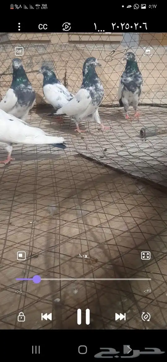 فروخ بكستاني 1
