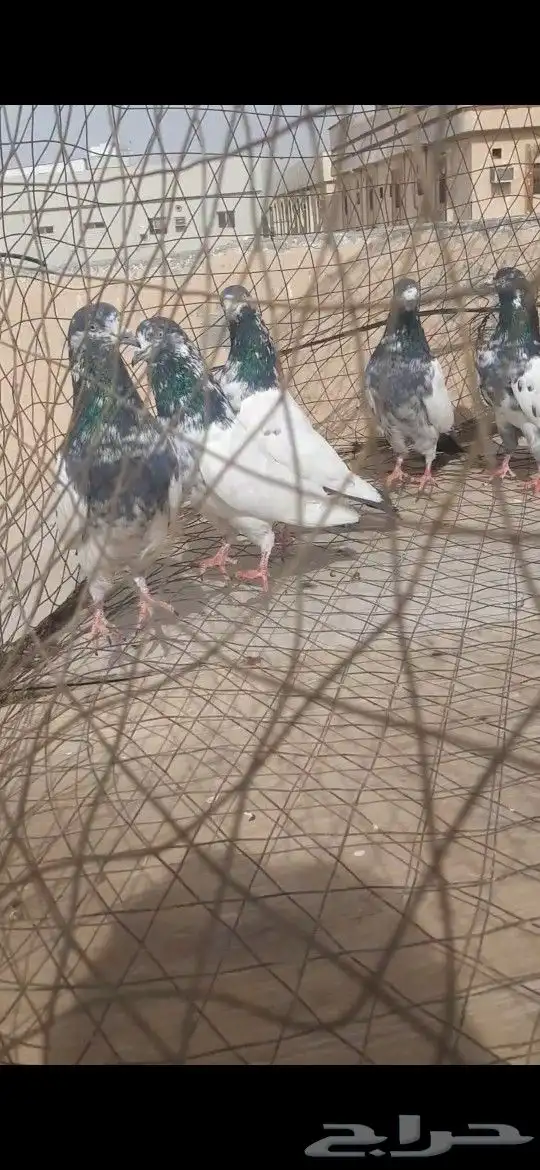 فروخ بكستاني 3