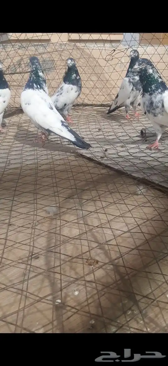 فروخ بكستاني 2
