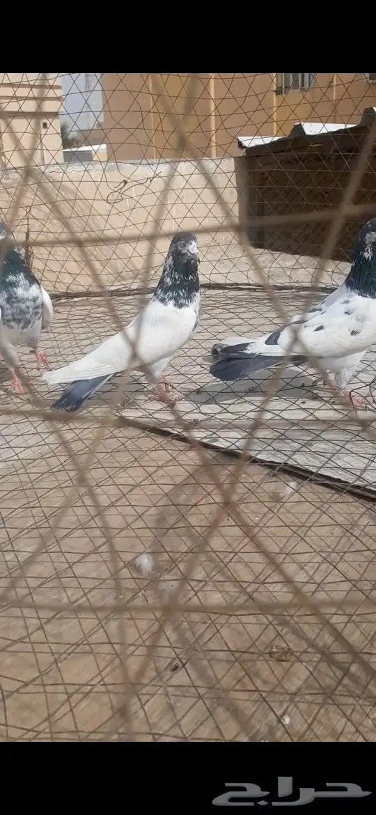 فروخ بكستاني 0