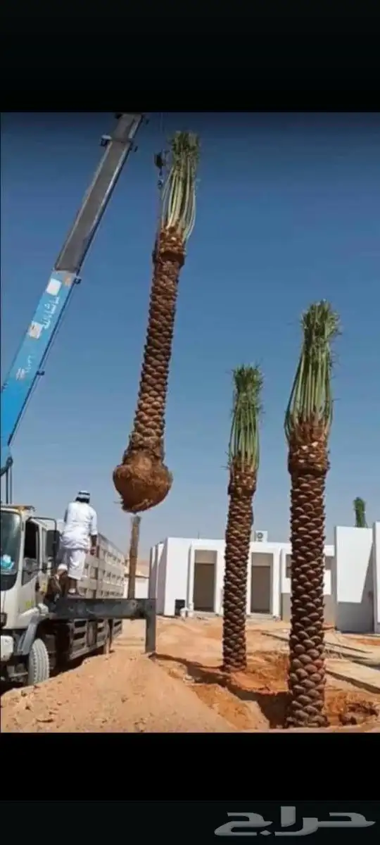 يوجد لدينا جميع انواع النخيل المثمره وازينه والمقاسات 7