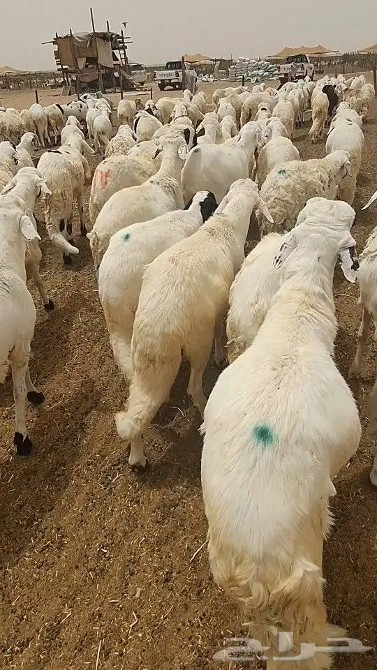 اغنام طيبه من ثلاثه شهور لاربع شهور 5