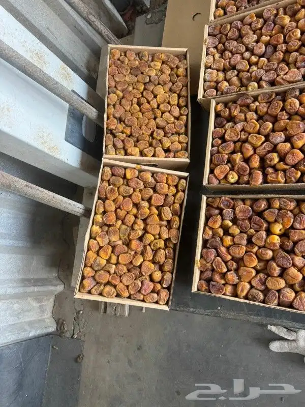 رطب سكري 1
