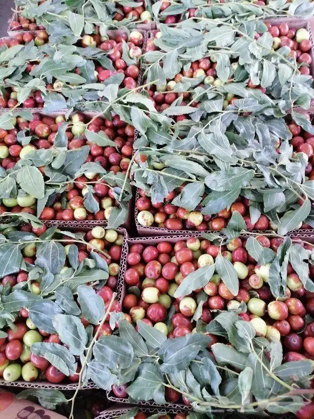 متوفره جميع فواكه الطائف مع توصيل مجاني للمنزل 8