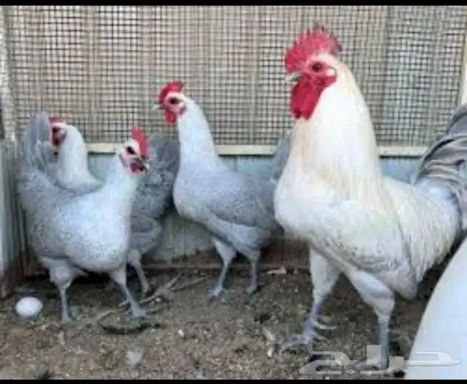 دجاج المنيوم 0
