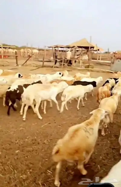 العرض عندنا بس فيدي و تيوس بربري وعجول برازيلي و عشوان 0