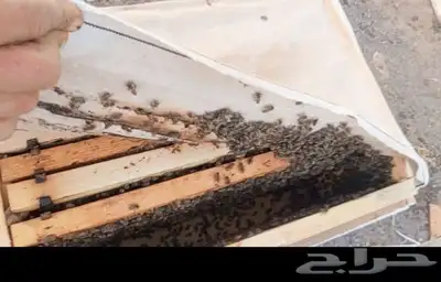 زيارات ميدانية لمناحل النحل - كشف  علاج  تطعيم ملكات 5