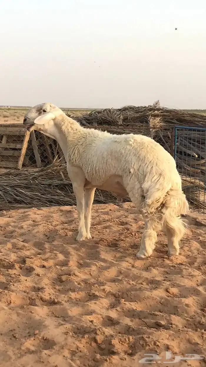 مشروع فحل حري تم البيع 2