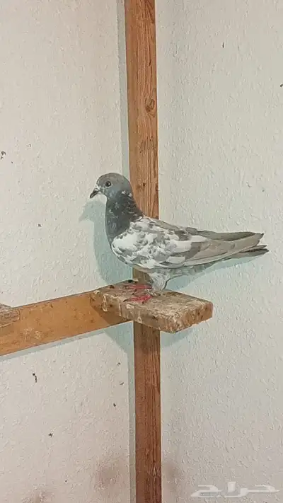 للبيع حمام طيار باكستاني 0