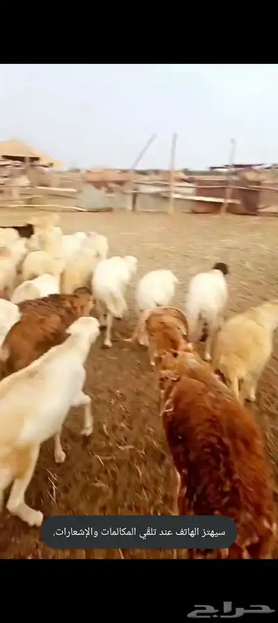العرض عندنا بس فيدي و تيوس بربري وعجول برازيلي و عشوان 1