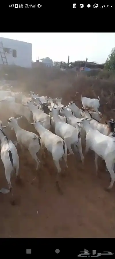العرض عندنا بس فيدي و تيوس بربري وعجول برازيلي و عشوان 4