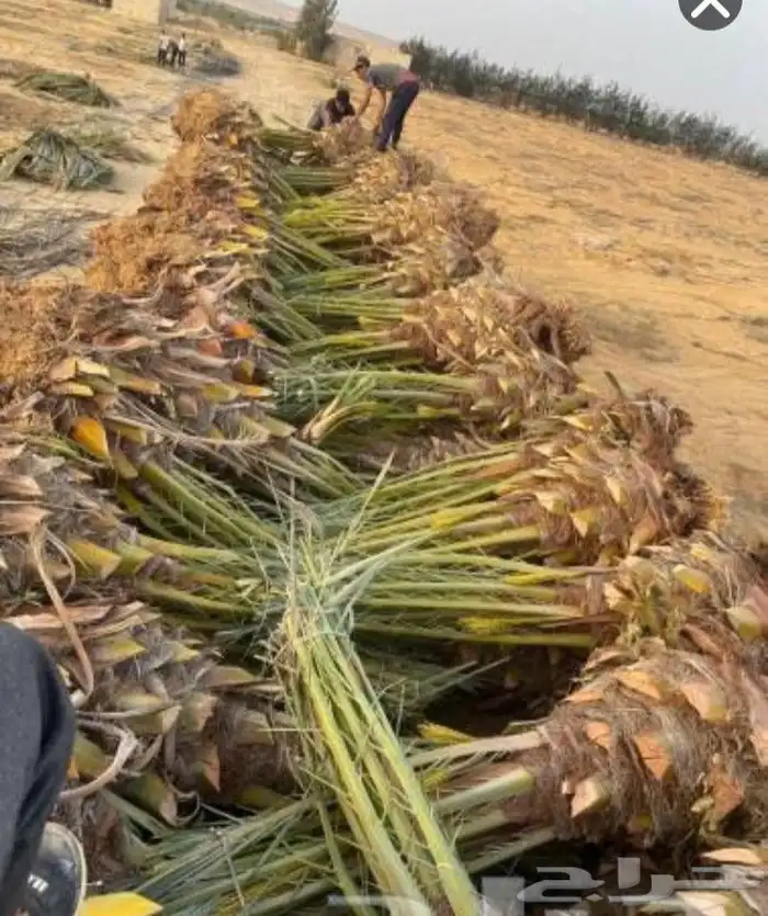 مقاول جميع انواع الشبوك وأعمال النخيل والبيوت التراثيه من ا 3