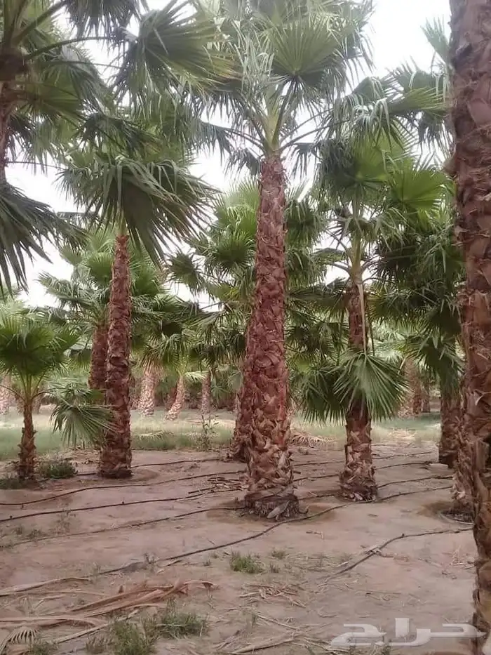 نخل مثمر للبيع نقايل وفسايل اخلاص هلالي صقعي نخيل دخيني سلج 7