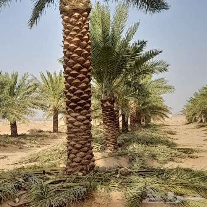 بسمله الله الرحمن الرحيم 2