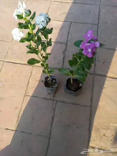 شتلات بفته بلدي 4