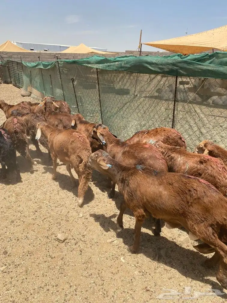طليان سواكني حمري 6