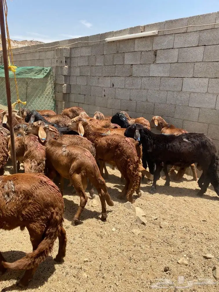 طليان سواكني حمري 5