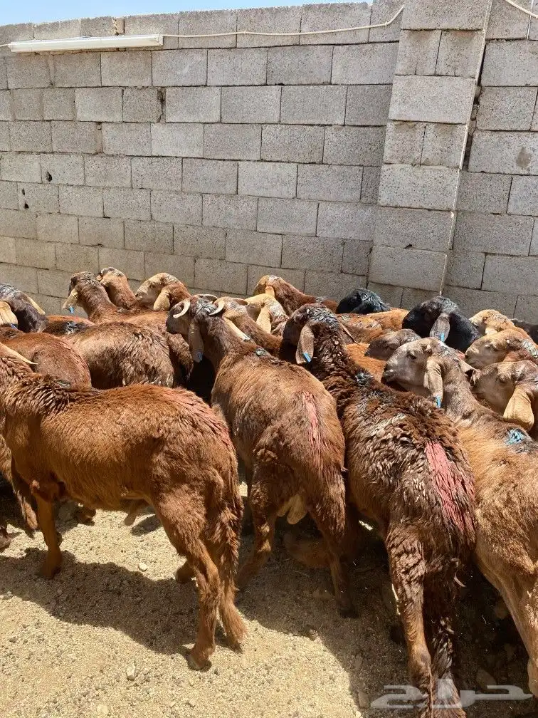 طليان سواكني حمري 0