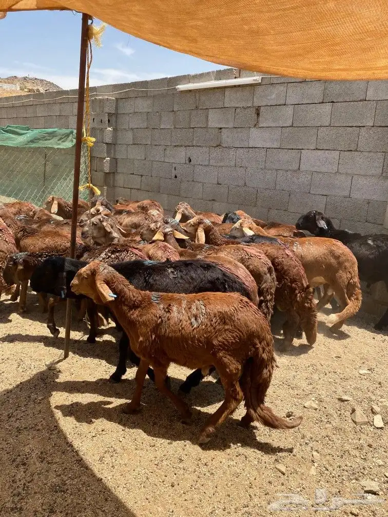 طليان سواكني حمري 7