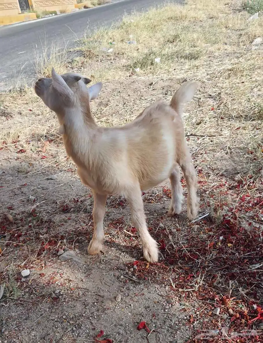 ماعز قزم .زوج 3