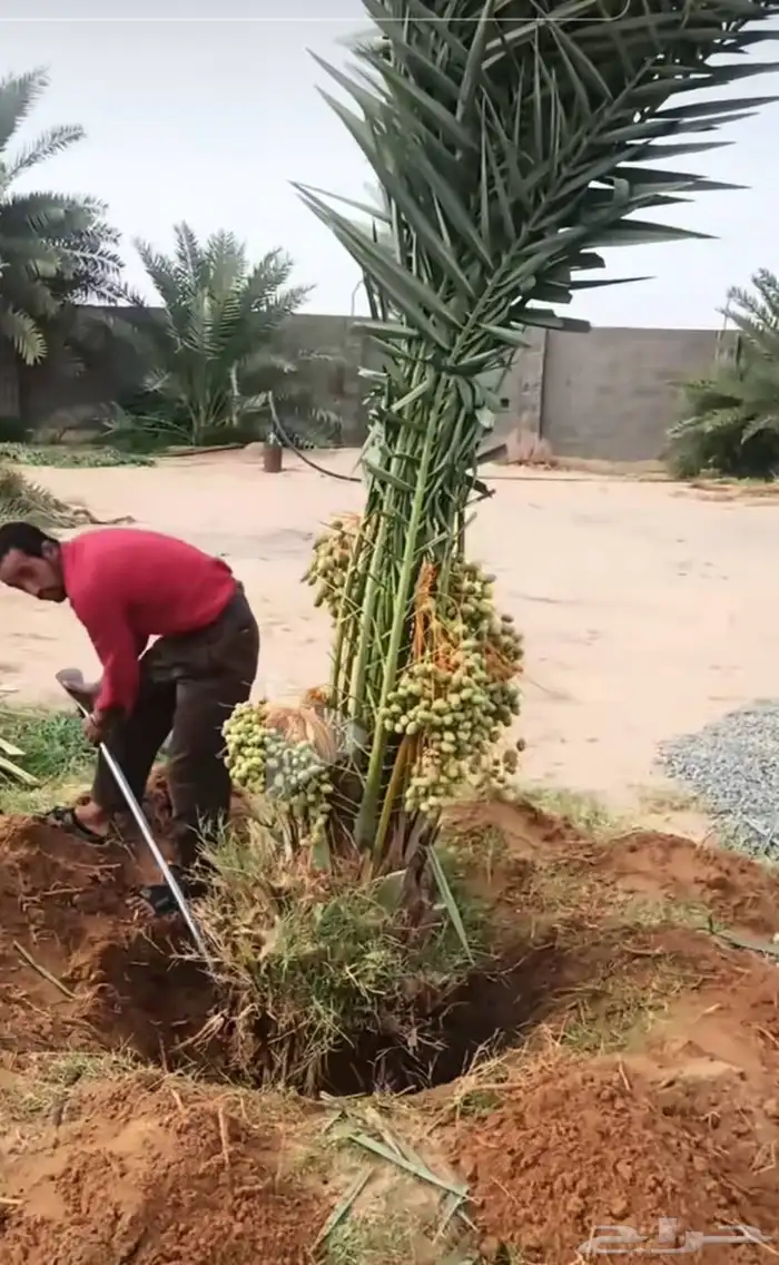نخل مثمر للبيع نقايل وفسايل اخلاص هلالي صقعي نخيل دخيني سلج 5