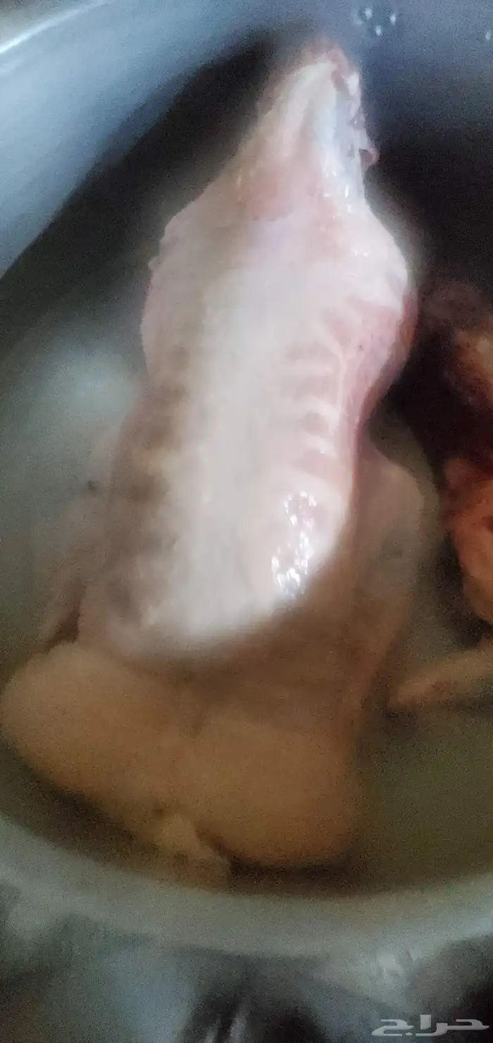 طباخ شعبي 10