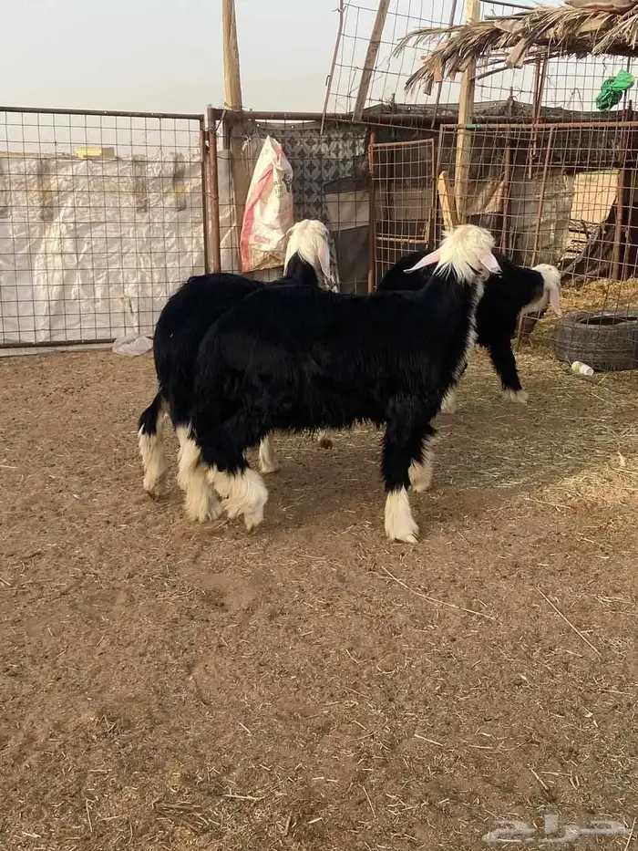 خروف نجدي ثلاثه طيبات صحه شرط 2