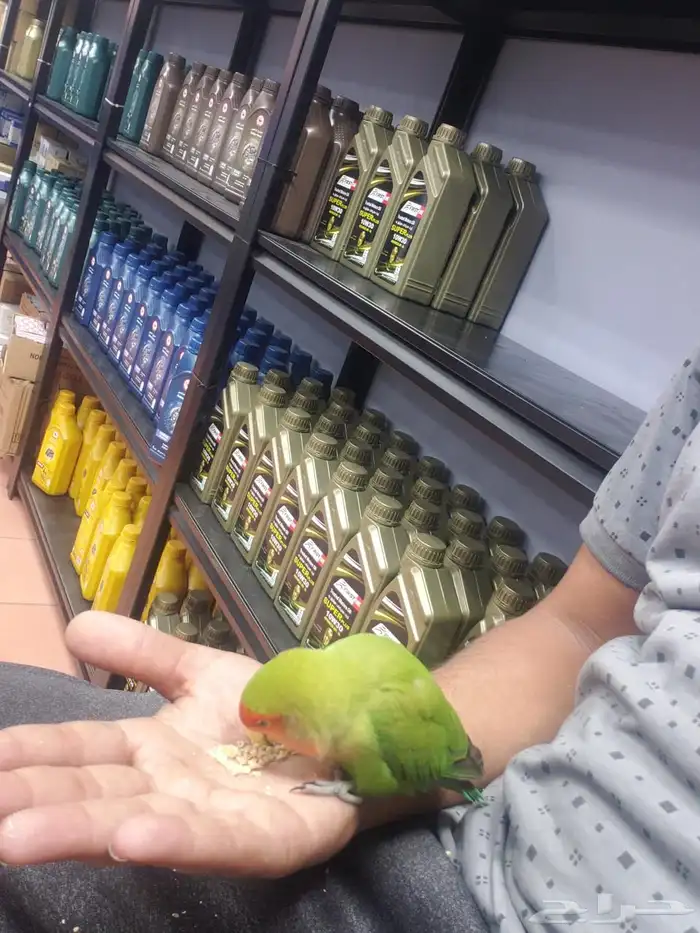 ببغاء روز 0