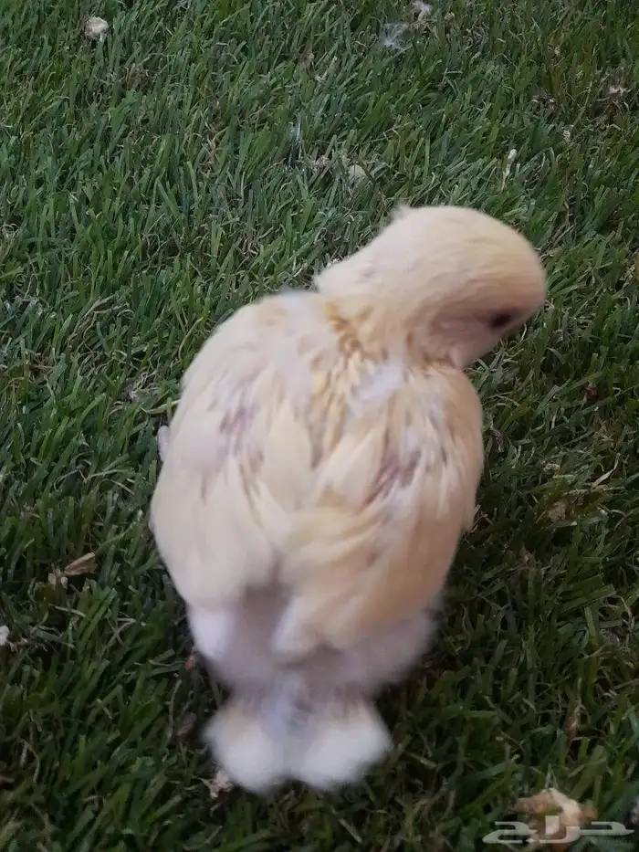 روز فروخ روز البينو غر 3