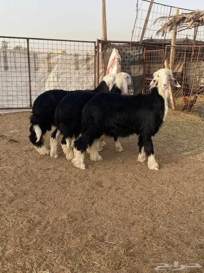 خروف نجدي ثلاثه طيبات صحه شرط 3