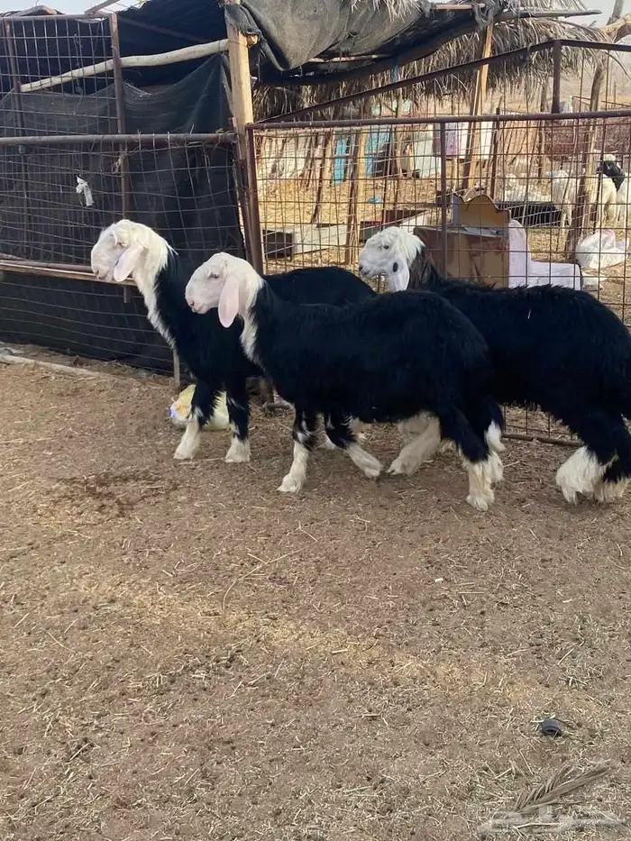 خروف نجدي ثلاثه طيبات صحه شرط 4