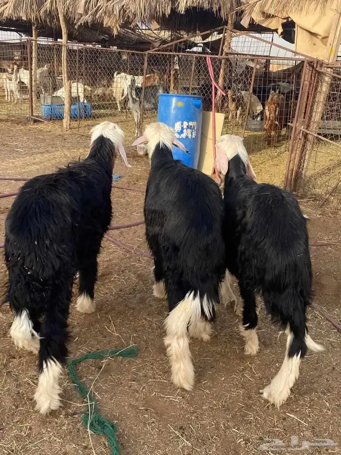 خروف نجدي ثلاثه طيبات صحه شرط 1