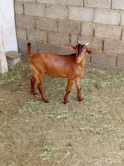 تيوس لباني للبيع 2