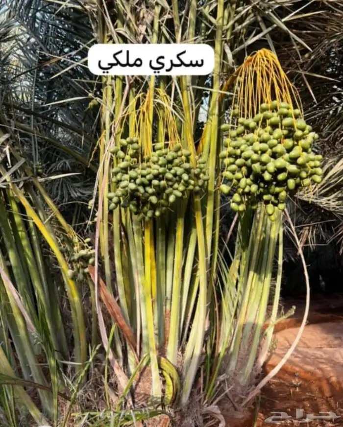 يتوفر خلاص مثمر_بجميع_انواعه_ومقاسته_المختلفه 6