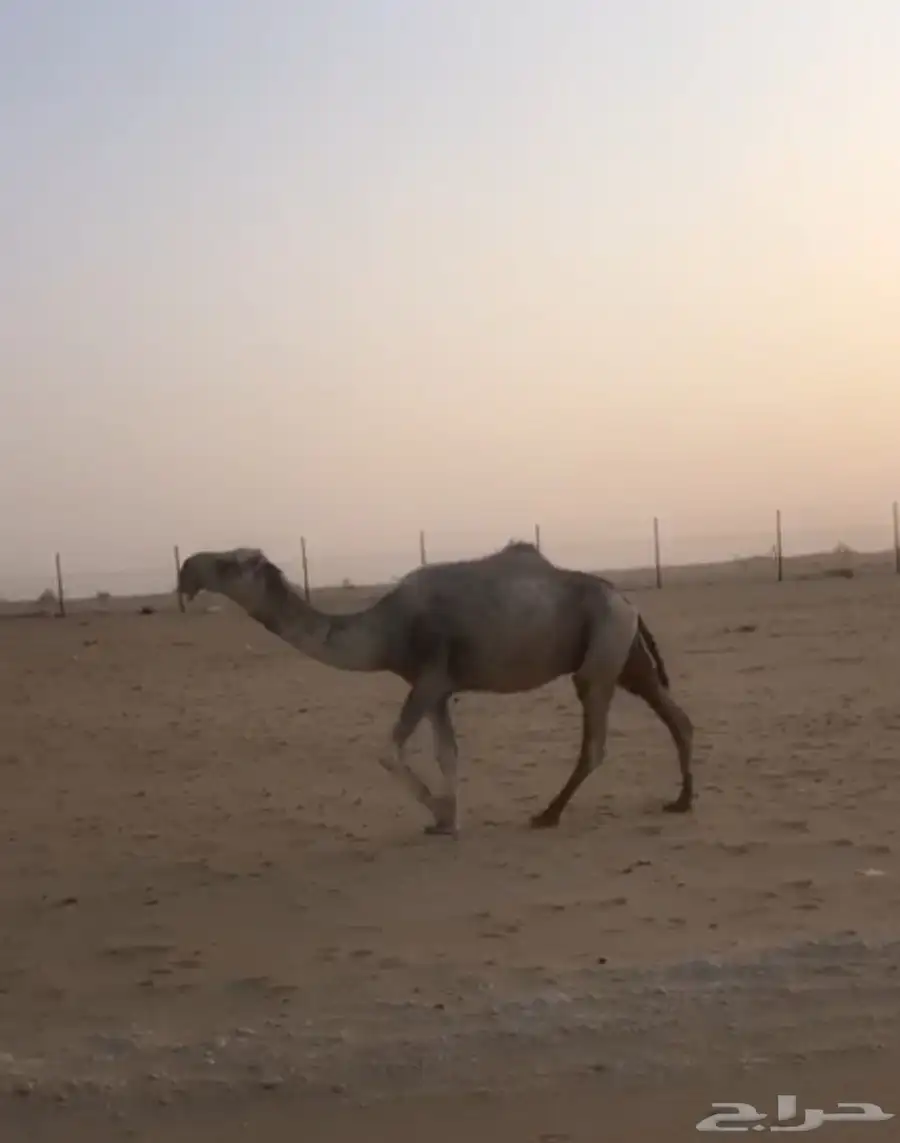 بعير للبيع عقاب على عقاب الجليدي 1