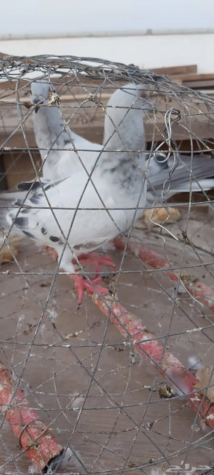 جوز طبه ايس سوري حجم ما شاءالله . 1