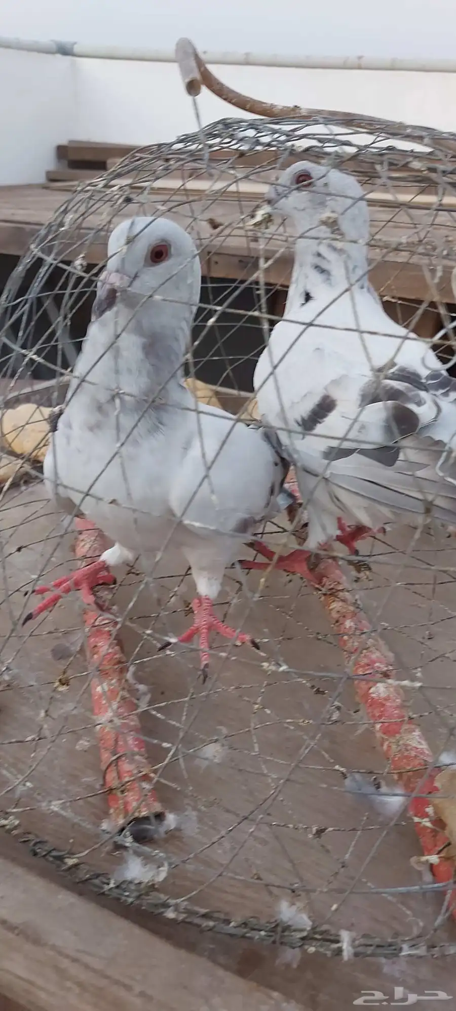 جوز طبه ايس سوري حجم ما شاءالله . 0