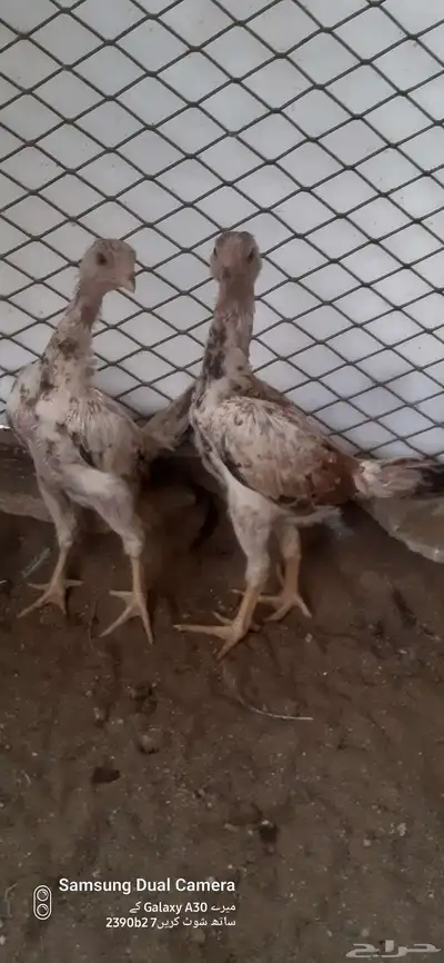 للبيع زوج فروخ شامو ياباني 0