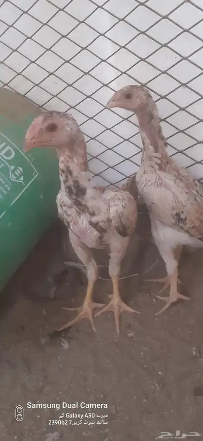 للبيع زوج فروخ شامو ياباني 2