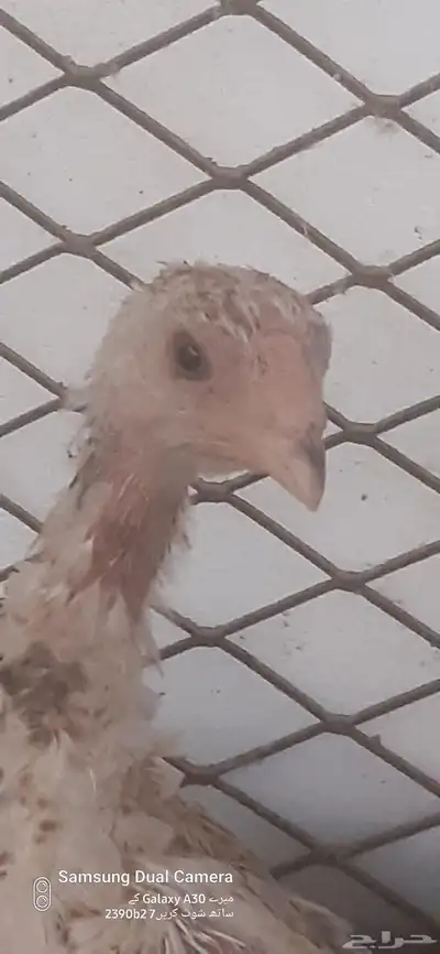 للبيع زوج فروخ شامو ياباني 4