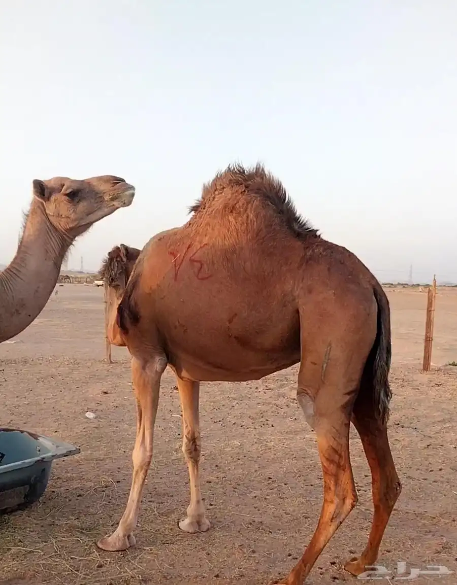 ابل للبيع 1