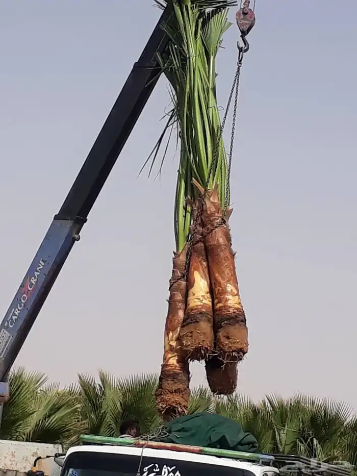 نخل للبيع واشنطن زينه معا التوريد والزراعة بجميع أنواع 3