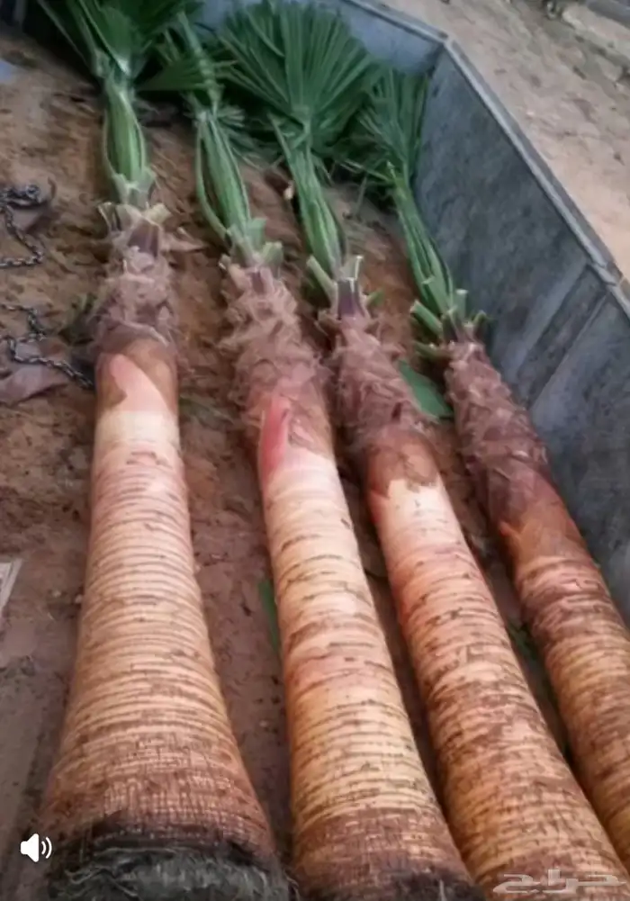 نخل للبيع واشنطن زينه معا التوريد والزراعة بجميع أنواع 0