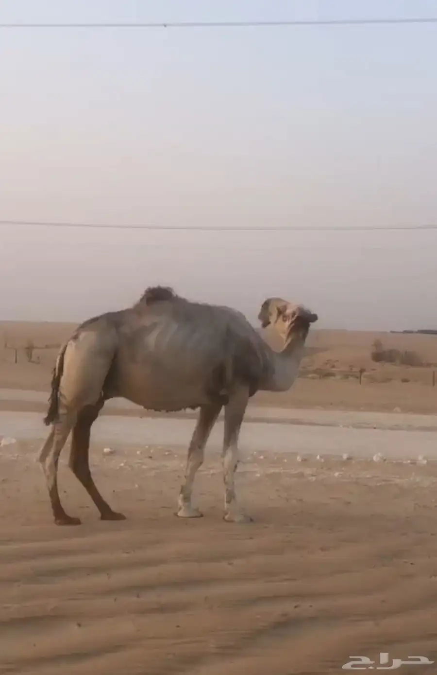 بعير للبيع عقاب على عقاب الجليدي 2