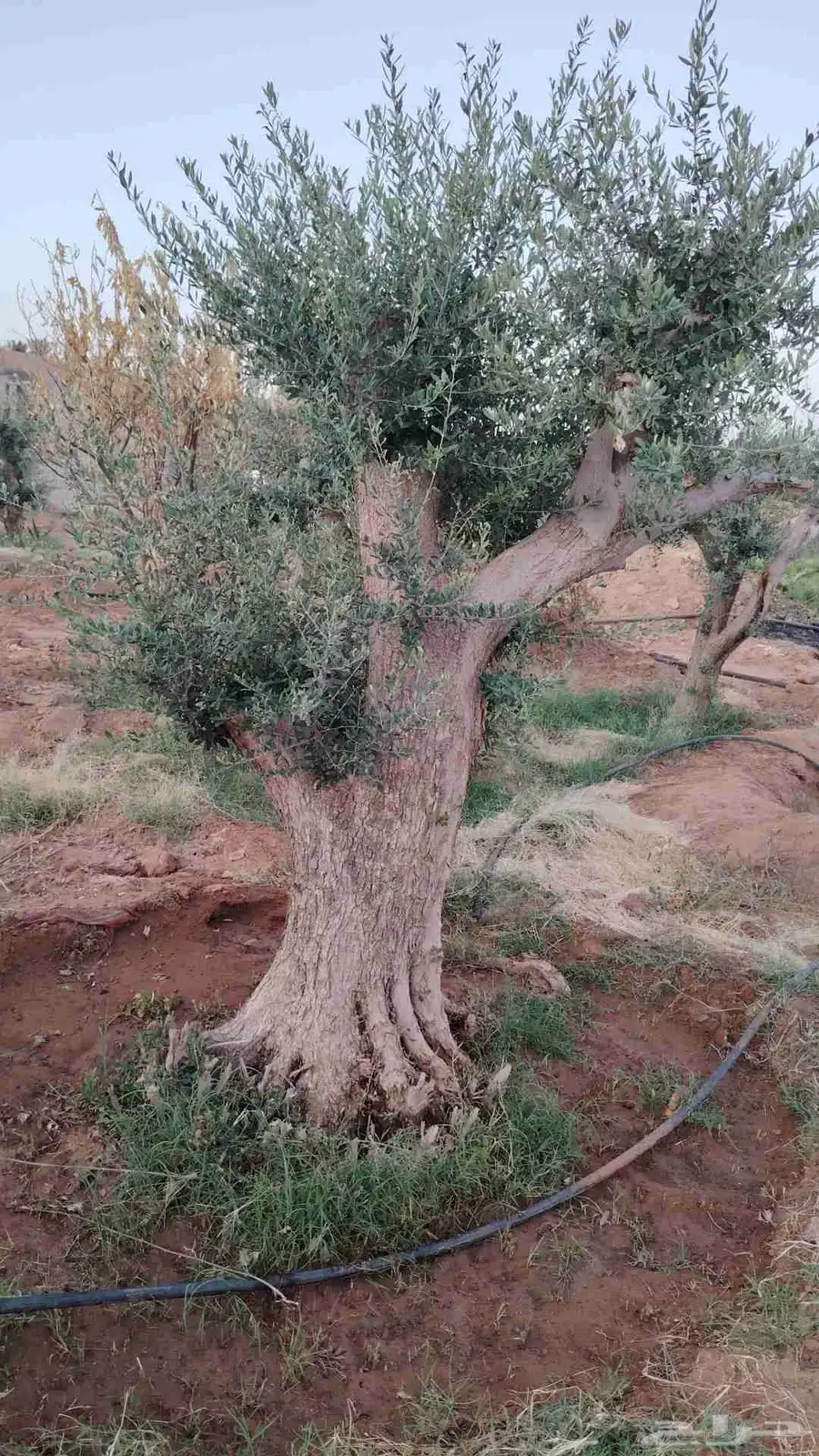 يوجد لدينا جميع انواع الأشجار الزيتون المعمر 0