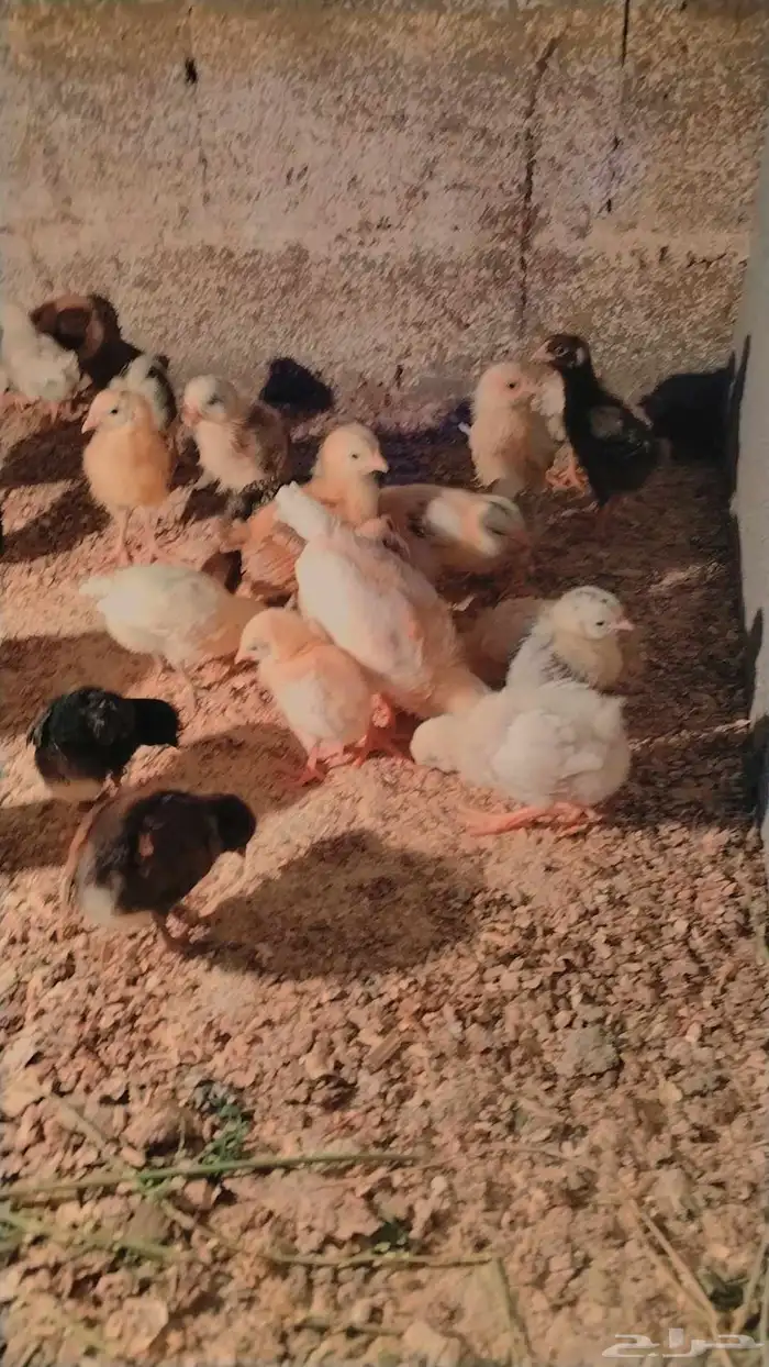 صوص بلدي صحه ممتاز جدا 1