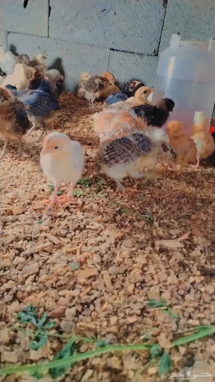 صوص بلدي صحه ممتاز جدا 6