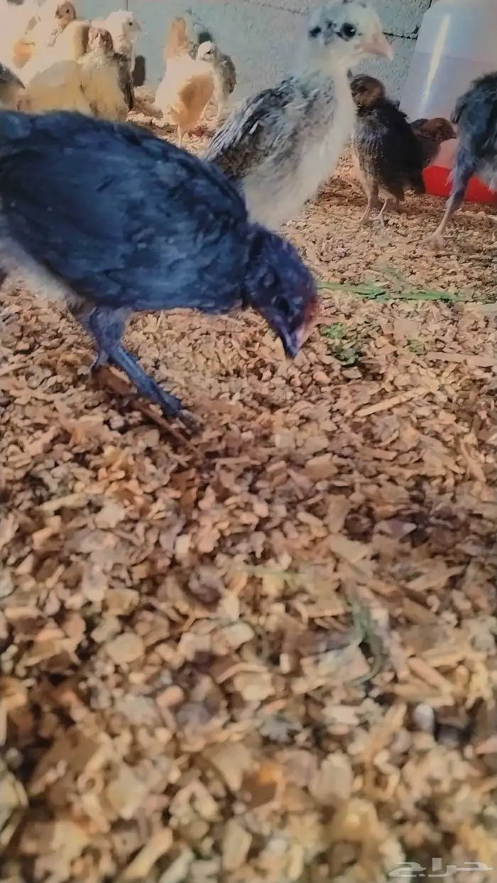 صوص بلدي صحه ممتاز جدا 3