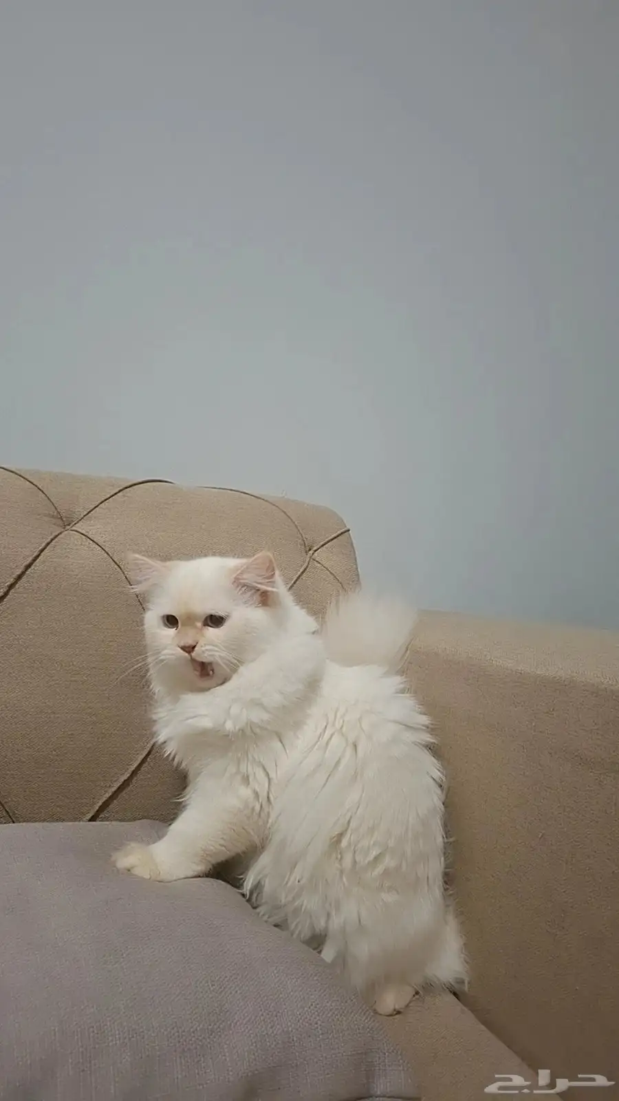 I want to sell an Angora cat complete with its feeding equip 0